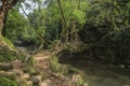 Single layered Living root bridge,Meghalaya,India Royalty Free Stock Photo