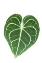 Single leaf of Anthurium clarinervium