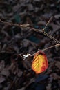 Single leaf with autumn color, illuminated by sun ray on dark background Royalty Free Stock Photo