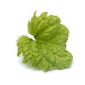 Single leaf of a Basil Green Ruffles plant on white background