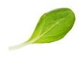 Single leaf of corn salad mache cutout on white Royalty Free Stock Photo