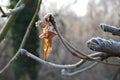 A single leaf covered with hoarfrost