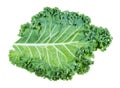 single leaf of curly-leaf kale (leaf cabbage Royalty Free Stock Photo