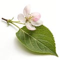 Single Leaf and Delicate Blossom Royalty Free Stock Photo