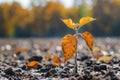 Single Leaf Emerging From the Ground Royalty Free Stock Photo