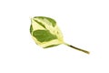 A single leaf of an Epipremnum aureumula Pothos isolated on a white background Royalty Free Stock Photo