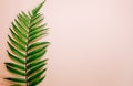 Single leaf of fern on pink background. Top view, copy space Royalty Free Stock Photo
