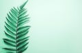 Single leaf of fern on trendy neo mint background. Top view, copy space. Royalty Free Stock Photo