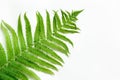 Single leaf of fern on white background. Top view, isolated with copy space. Royalty Free Stock Photo