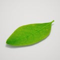 Single Leaf
