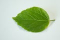 Single leaf of Hibiscus rosa-sinensis on white background.Tropical plants,Earth day concept.