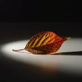 A single leaf is illuminated in dramatic lighting on a dark surface. The leaf displays a Royalty Free Stock Photo