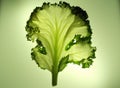 A single leaf of kale or cabbage lettuce Royalty Free Stock Photo