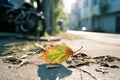 a single leaf lying on the ground in the middle of a street