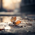 a single leaf lying on the ground in the middle of the street