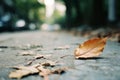 a single leaf lying on the ground in the middle of a street