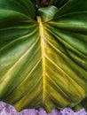 Single leaf of Monstera deliciosa palm plant Royalty Free Stock Photo