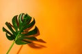 Single leaf of Monstera plant with shadow on orange background. Close up, isolated with copy space Royalty Free Stock Photo