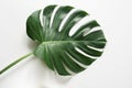 Single leaf of Monstera plant on white background. Close up, isolated with copy space. Royalty Free Stock Photo