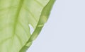 Single leaf of Monstera plant on white background. Close-up, isolated with copy space Royalty Free Stock Photo