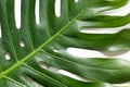 Leaf of monstera on white. Close up Royalty Free Stock Photo