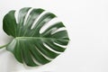 Single leaf of Monstera plant on white background. Close up, isolated with copy space Royalty Free Stock Photo