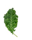 Single leaf of organic green kale on white background Royalty Free Stock Photo