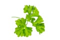 Single leaf parsley isolated on white background