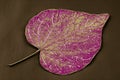 Leaf with pattern drawn on it. Royalty Free Stock Photo