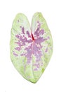 Leaf of pink and yellow translucent leaf of exotic \'Caladium Seafoam Pink\' houseplant on transparent background