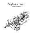 Single-leaf pinyon Pinus monophylla , state tree of Nevada Royalty Free Stock Photo