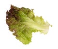 Red leaf lettuce on a white background Royalty Free Stock Photo