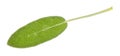 Single leaf of sage herb cutout on white