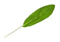 Single leaf of sage salvia herb cutout