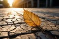 a single leaf sits on the ground in front of a building Royalty Free Stock Photo