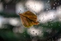 Leaf on a wet window glass Royalty Free Stock Photo