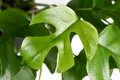 Single leaf of tropical `Rhaphidophora Tetrasperma`, a trendy house plant with small leaves with windows