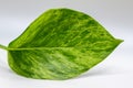 Single leaf of a variegated pothos plant on white background Royalty Free Stock Photo