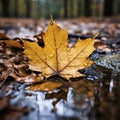 A Single Leaf on Wet Ground Adorned with Glistening Drops