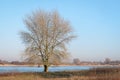 Single leafless tree on the banks of a Dutch river Royalty Free Stock Photo