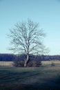 Single leafless tree during cold winter day in SkÃÂ¥ne Sweden Royalty Free Stock Photo