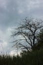 Single leafless tree silhouette on stormy sky background. Spring landscape Royalty Free Stock Photo