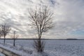 Single leafless tree in winter Royalty Free Stock Photo