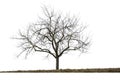 Single leafless tree in winter