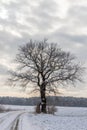 Single leafless tree in winter Royalty Free Stock Photo