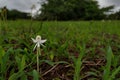 Single Leaved Habenaria, Habenaria grandifloriformis