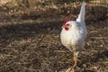 Single Leghorn chicken close up, in a free range farm. Royalty Free Stock Photo