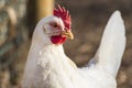 Single Leghorn chicken close up, in a free range farm.