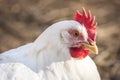 Single Leghorn chicken close up, in a free range farm.