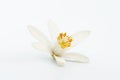 Single lemon flower ingredient Royalty Free Stock Photo